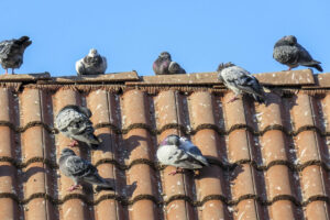 Enlever un nid d'oiseau dans votre cheminée